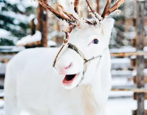 bily-sob-polarni