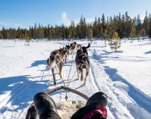 husky-nejlepsi-pritel-cloveka-ve-finsku